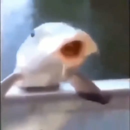 Meme do pack