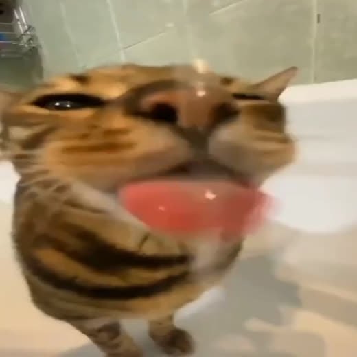 Meme do pack